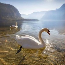 Схема вышивки «БЕЛЫЙ ЛЕБЕДЬ»