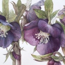 Схема вышивки «цветы»