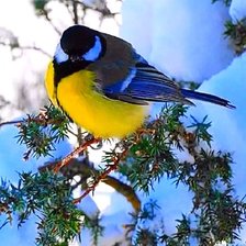 Схема вышивки «Птичка-Синичка»