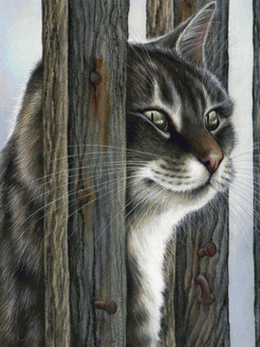 кот - кот - предпросмотр