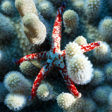 Схема вышивки «морская звезда»