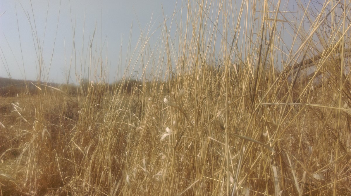 Trockenes Gras - feld, natur, gras - оригинал