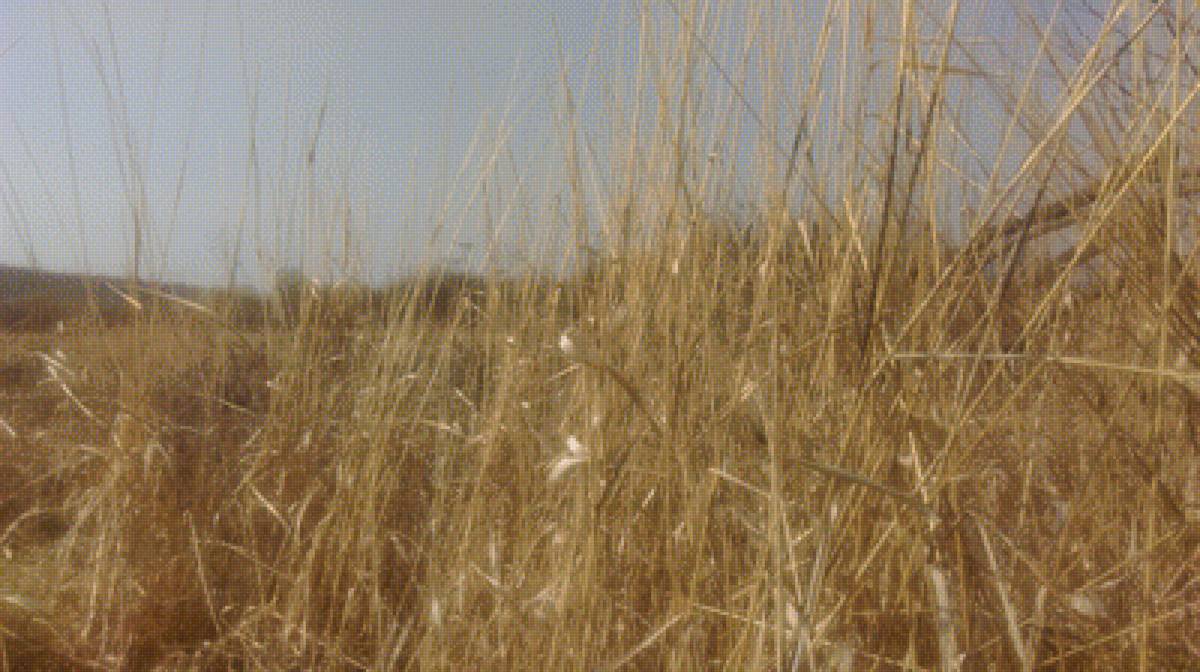 Trockenes Gras - feld, natur, gras - предпросмотр