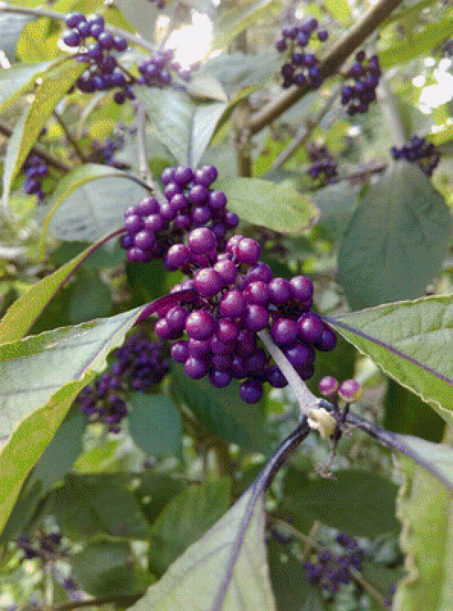 ягоды - ягоды - предпросмотр