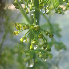 Схема вышивки «Укроп»