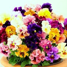 Схема вышивки «Анютины глазки»