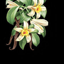 Схема вышивки «Ваниль»