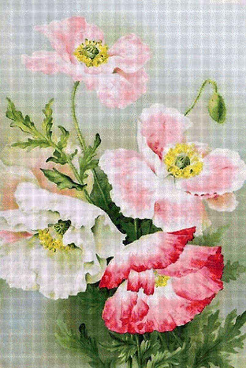 Серия "Маки". - флора, цветы, маки - предпросмотр