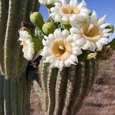 Схема вышивки «Цветущий кактус»