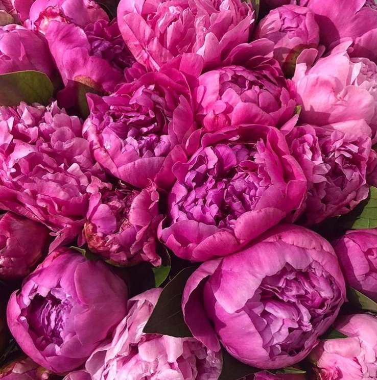 Пионы моя любовь - любовь, цветы, розовый, любимые, пионы - оригинал