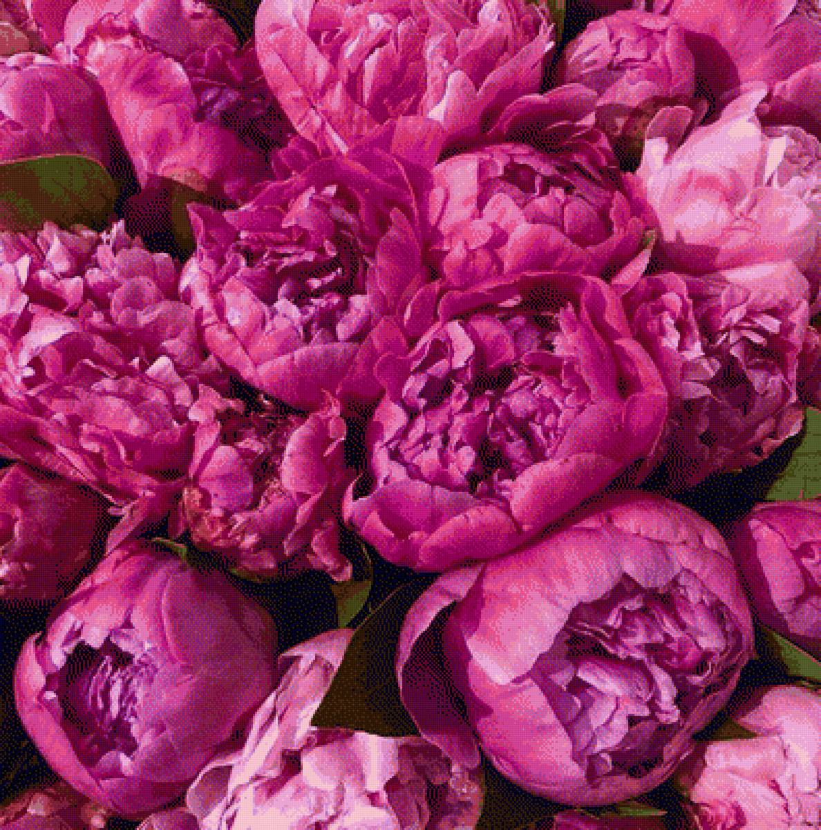 Пионы моя любовь - любимые, цветы, любовь, пионы, розовый - предпросмотр