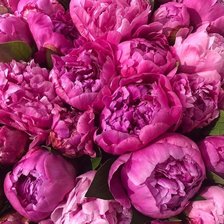 Схема вышивки «Пионы моя любовь»