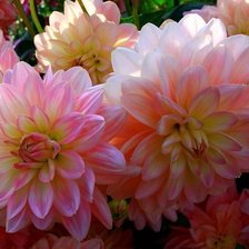 Схема вышивки «№1809227»