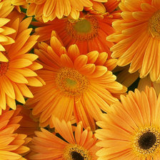 Схема вышивки «Цветы»