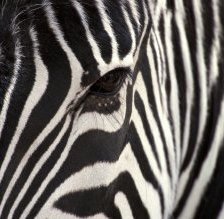 Схема вышивки «Zebra»