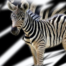Mala zebra