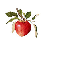 Схема вышивки «Серия "Фруктовая". Яблоки»