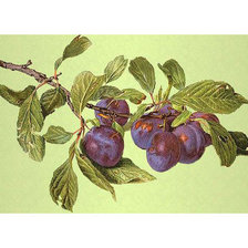 Схема вышивки «Серия "Фруктово-ягодная". Сливы»