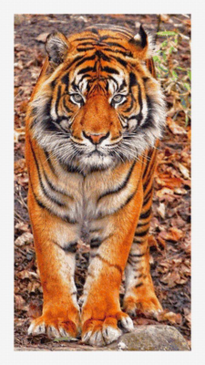 Серия "Хищники". - хищники, животные - предпросмотр