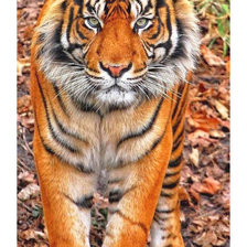 Схема вышивки «Серия "Хищники".»