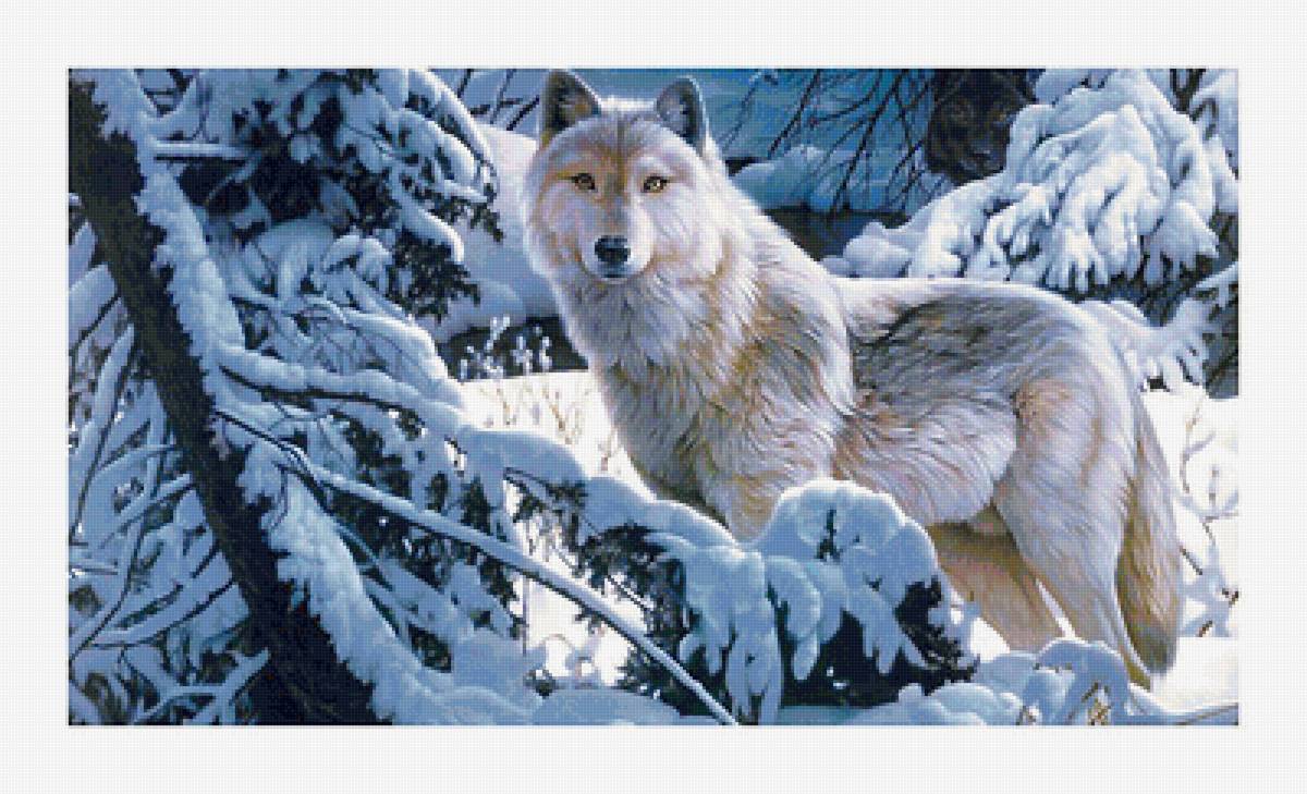 Серия "Хищники". Волки - животные, волки, хищники - предпросмотр