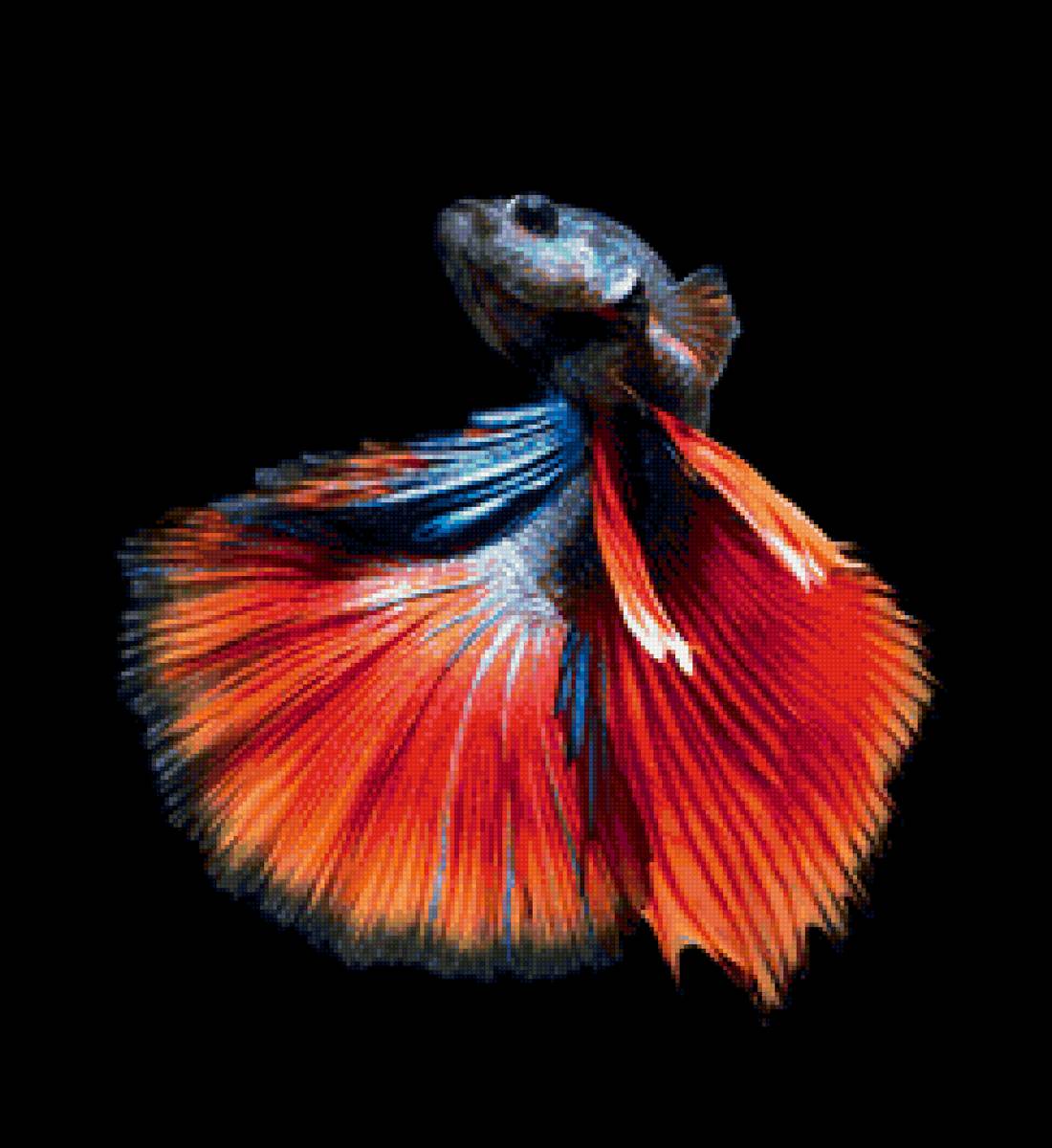 Betta splendens - рыбка петушок - предпросмотр