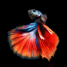Схема вышивки «Betta splendens»
