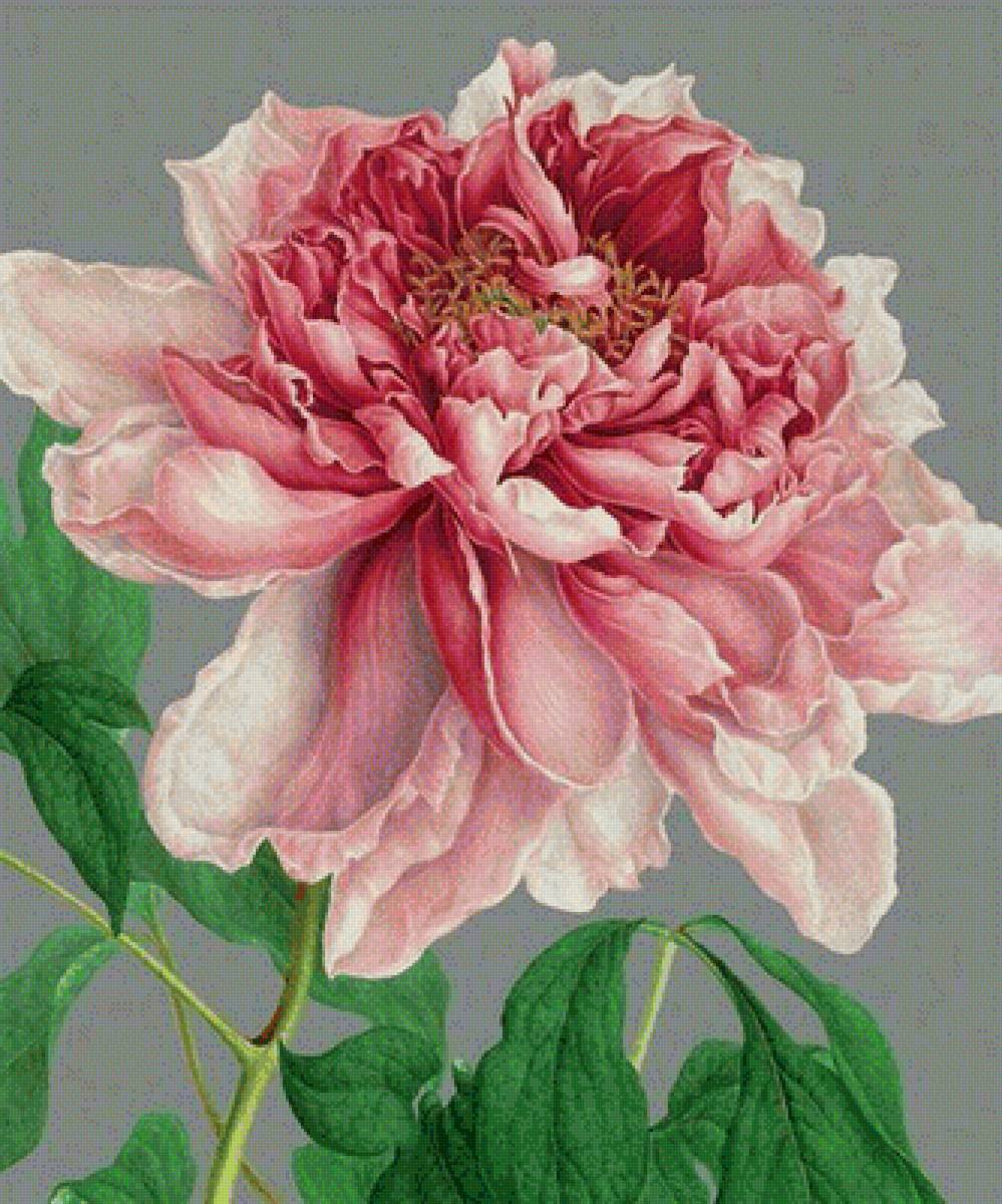 цветы - предпросмотр