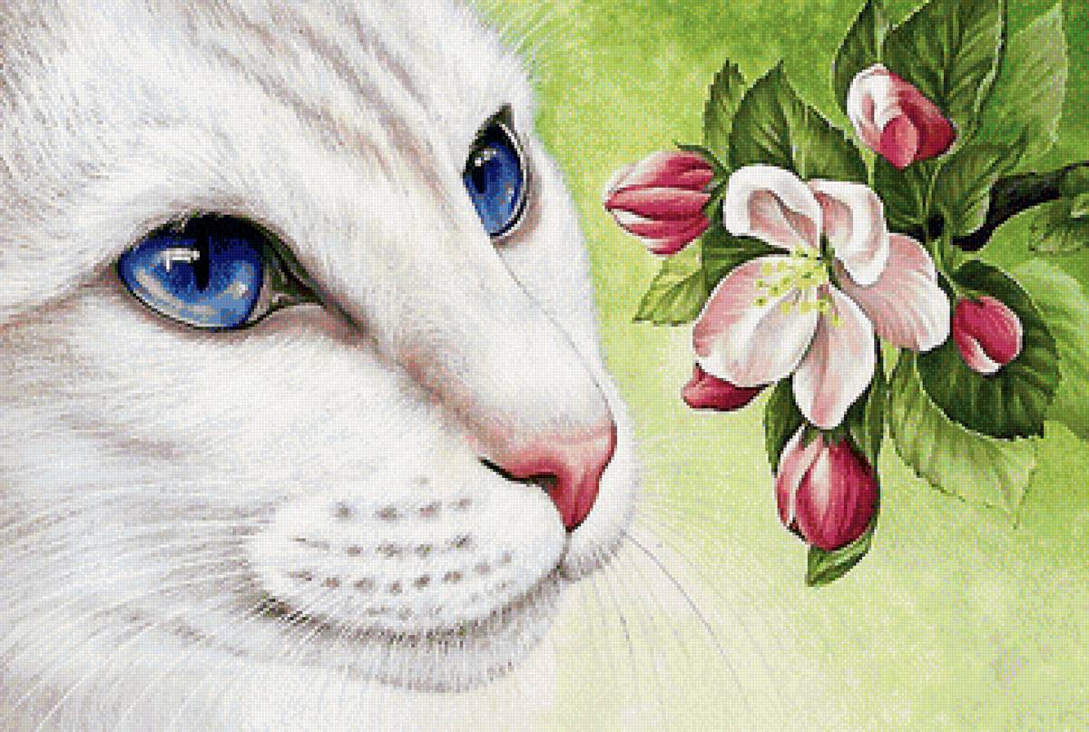 кот - кот - предпросмотр