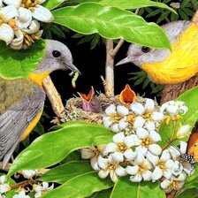 Схема вышивки «Гнездышко»