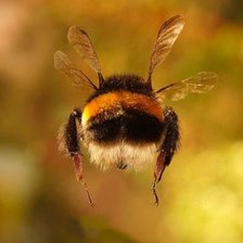 Схема вышивки «Шмель в полете»