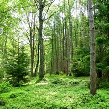 Схема вышивки «лес»