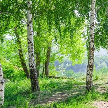 Схема вышивки «лес»