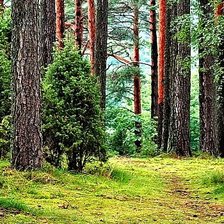 Схема вышивки «лес»