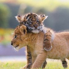 Схема вышивки «Дружба»