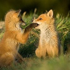 Схема вышивки «игривые лисята»