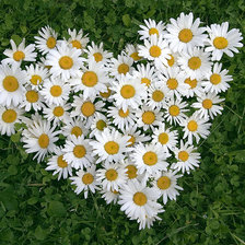 ромвшки сердце