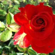 Схема вышивки «№1812175»