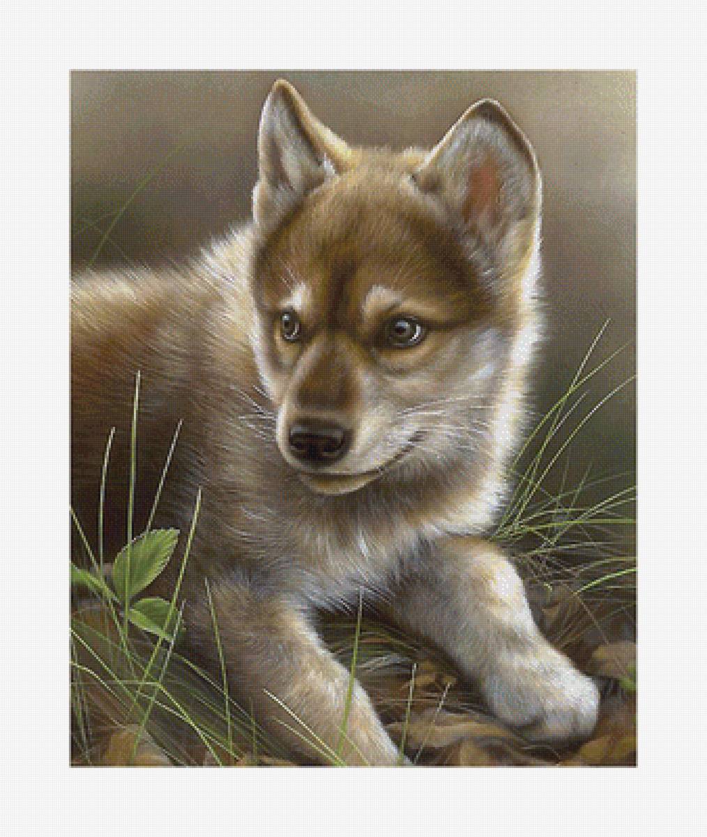 Серия "Хищники". Волчонок - животные, хищники, волчата - предпросмотр