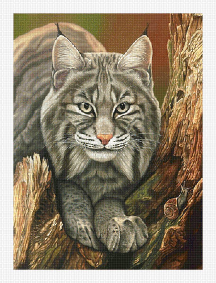 Серия "Хищники". Рысь - рысь, животные, хищники - предпросмотр