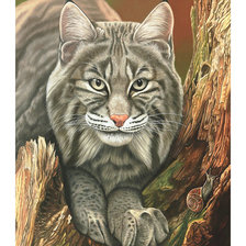Схема вышивки «Серия "Хищники". Рысь»
