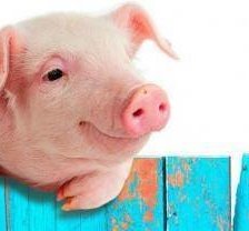 Схема вышивки «Поросенок на заборе»