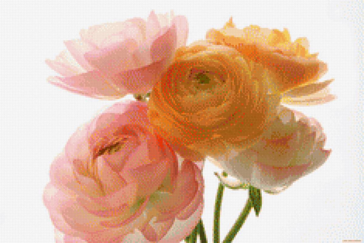 Ранункулюсы - ранункулюс, цветы - предпросмотр