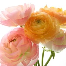 Схема вышивки «Ранункулюсы»