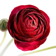 Схема вышивки «Бордовый ранункулюс»