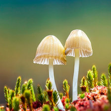 Схема вышивки «Грибы3»