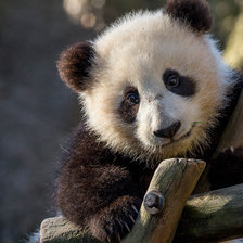 Схема вышивки «Панда»