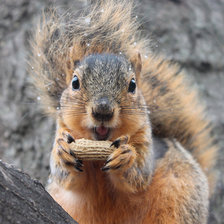 Схема вышивки «Белка»