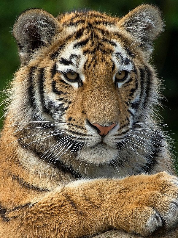 №1813354 - оригинал