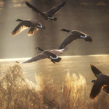 Схема вышивки «Утки»